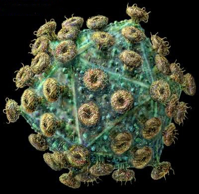 Phat hien ra sieu khang the chong HIV Phát hiện ra “siêu kháng thể” có thể diệt gọn virut HIV